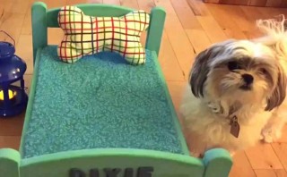 cute-lil-diy-dog-bed-video-copy