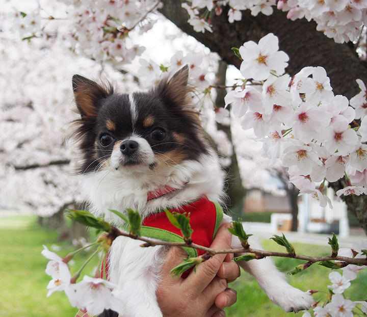 うちのチワワとやまちゃんのゆるさんぽ 桜が綺麗なサイクリング
