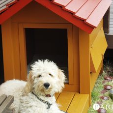 ワンちゃんも大喜び！色あせた犬小屋をまるで新品のようにDIYペイント