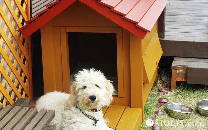 ワンちゃんも大喜び 色あせた犬小屋をまるで新品のようにdiyペイント