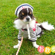 うちのチワワとやまちゃんのゆるさんぽ 安比奈親水公園編